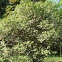 Xanthoceras sorbifolia